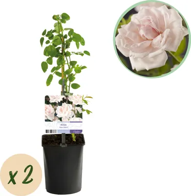 Productafbeelding van Klimroos - Rosa New Dawn - Bloem Licht roze - Weinig onderhoud - 2 planten - 30-40cm - Ø10cm - Tuinplant