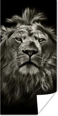 Produktbild von MuchoWow® Poster Löwe - Tiere - Porträt - Wildtiere - Schwarz und weiß 20x40 cm - Plakat - Foto