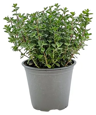 Produktbild von Warentuin Producten