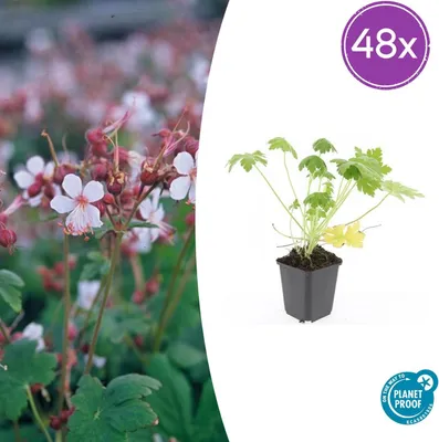 Image de Geranium macr. 'Spessart' | 48 pièces - 10-25cm - Ø9cm - Plante de jardin