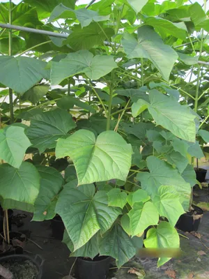 Produktbild von Paulownia tomentosa - Blauglockenbaum - Kaiser-Paulownie - KLIMAWUNDER ! 100-125cm