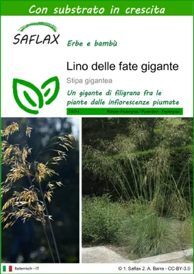 Immagine prodotto di SAFLAX  - Lino delle fate gigante - 10 semi - Con substrato - Stipa