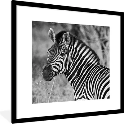 Produktbild von MuchoWow® Gerahmtes Poster Zebra-Porträt 40x40 cm - Poster mit Schwarzem Bilderrahmen Wandposter Rahmen Foto Bilder - Poster - Plakat im Rahmen