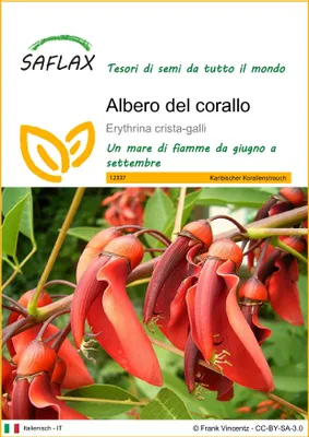 Immagine prodotto di SAFLAX  - Albero del corallo - 6 semi - Erythrina