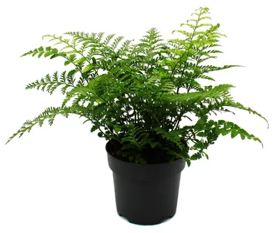 Zdjęcie produktu dla Asplenium dimorphum Parvati – specjalne odmiany paproci do wnętrz – paproć gniazdowa – doniczka 17 cm – wysokość ok. 30–40 cm
