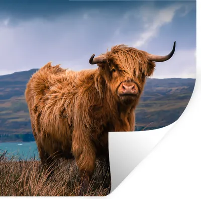 Produktbild von MuchoWow® Wandtattoo Wandsticker Wandaufkleber Schottischer Highlander - Berg - Wasser - Natur - Kuh 80x80 cm Selbstklebend und Repositionierbar - Wierderverwendbar - Selbstklebend