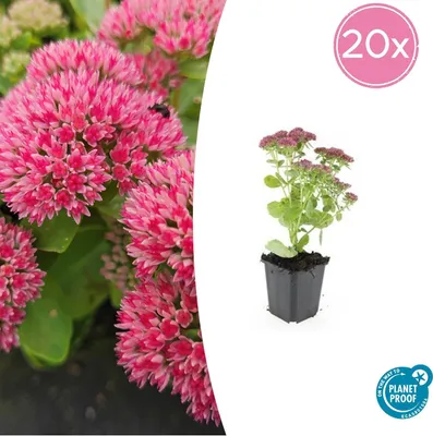 Zdjęcie produktu dla Fetthenne (Sedum telephium 'Herbstfreude') - łatwa w uprawie bylina - doniczka 9 cm - zestaw 24 roślin