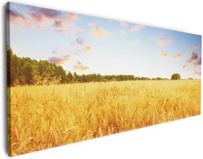 Produktbild von Wallario Premium Leinwandbild Weizenfeld unter blauem Himmel in Größe 50 x 125 cm