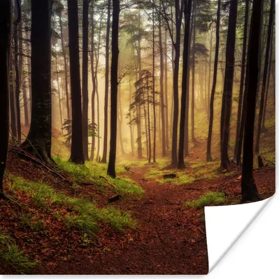 Produktbild von MuchoWow® Poster Bäume - Natur - Wald 75x75 cm - Wand Dekoration