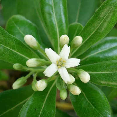 Obrázok produktu pre Austrálsky vavrín  – Pittosporum tobira 'Nanum'  | 25–30 cm v kvetináči