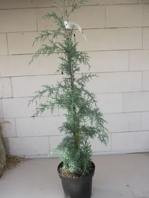 Produktbild von Cupressus glabra Blue Ice - Arizona Zypresse  80-100