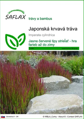 Produktbild von SAFLAX - Japonská krvavá tráva - Imperata cylindrica - 50 Semená