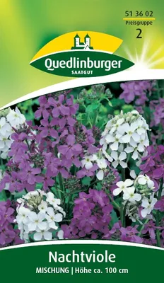 Produktbild von Quedlinburger Saatgut - Nachtviole Mischung - Samen - 513602