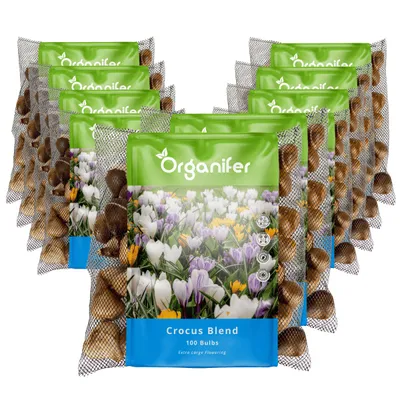 Produktbild von 1000 Krokuszwiebeln – großblumige Mischung (XXL Blumenzwiebeln Größe 8/9 cm) - Organifer