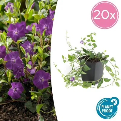 Produktbild von Trendyplants - Vinca minor 'Atropurpurea' - 20 Pflanzen - Immergrün - Winterhart - Höhe 10-25cm - Topfgröße Ø9cm