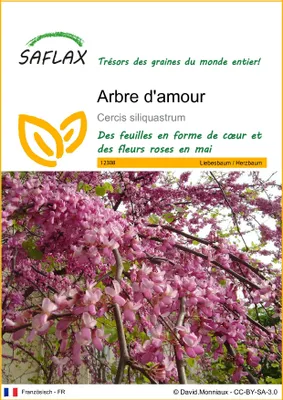 Image de SAFLAX  - Arbre d'amour - 60 graines - Cercis
