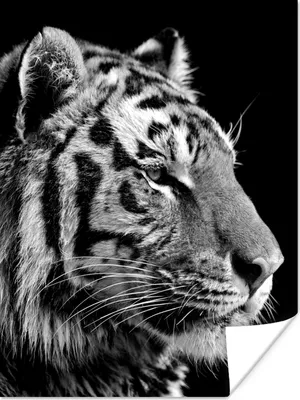 Produktbild von MuchoWow® Poster Tiger - Tiere - Schwarz - Weiß 90x120 cm - Wohnzimmer