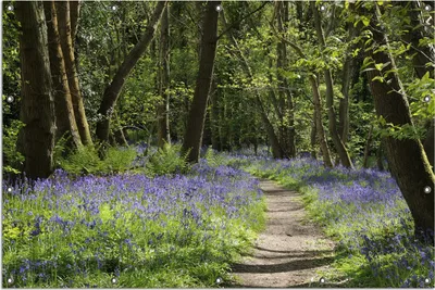 Produktbild von Wallario Outdoor-Poster für Garten oder Balkon, Motiv Wiese voller blauer Hasenglöckchen im Wald, in ca. 120 x 180 cm