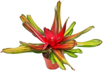 Immagine prodotto di Nestananas - Neoregelia "Freddie" - Bromelie in wunderbaren Farben - 12cm Topf - grün-gelb mit roter Mitte