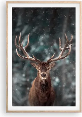 Produktbild von Gerahmtes Poster - Rahmen in heller Eiche - Hirsch Hirsch Winter - 61x91,5 cm - Wand Bild - Wanddeko - Wandbilder - Kunstposter - Wandposter - Bilderrahmen - Bilder - Kunstdruck - P2NPA61x91-4998