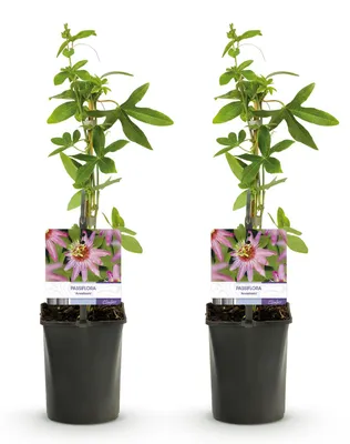 Produktbild von GreenboutiQ - Passionsblume - Passiflora Anastasia - Blume Rosa - Wenig Pflege - 2 Pflanzen - Topf 11cm Höhe 40cm