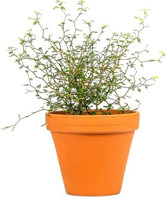 Obrázek produktu pro Gardners Sophora Little Baby, průměr 12-13 cm