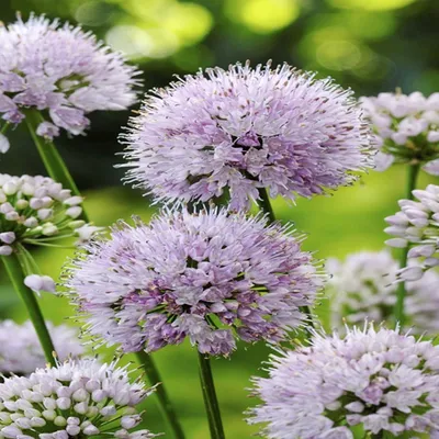 Image de Allium Ail décoratif Summer Beauty 1 pièce plants