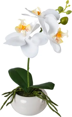 Produktbild von Kunstpflanze Phalenopsis - Gelb - Grün - Weiß - H 27 cm - weiße Keramikschale