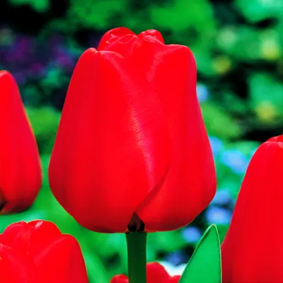Zdjęcie produktu dla Tulipan Darwina Apeldorn 5 szt Tulipany Cebulki Tulipanów Cebule
