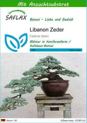 Produktbild von SAFLAX - Libanon Zeder - Cedrus libani - 20 Samen - Mit keimfreiem Anzuchtsubstrat