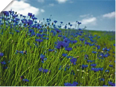Produktbild von ARTland Poster Kornblumenwiese Größe: 80x60 cm