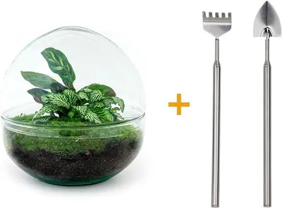 Produktbild von Diy Terrarium - Kuppel - ↕ 20 Cm