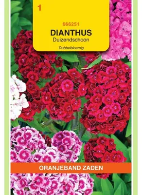 Productafbeelding van Oranjekleurige Dianthus barbatus (sierkannebloem), dubbelbloemige mix - 1 zakje zaad