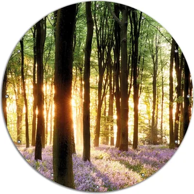 Produktbild von Wallario rundes Outdoor-Poster für Garten oder Balkon, Motiv Blaue Hasenglöckchen im Wald mit Sonnenstrahlen, 120 cm Durchmesser
