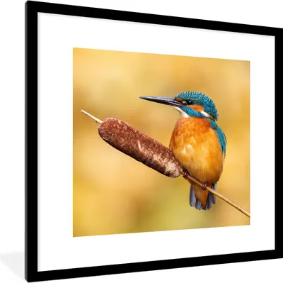 Produktbild von MuchoWow® Gerahmtes Poster Eisvogel - Natur - Vogel 40x40 cm - Poster mit Schwarzem Bilderrahmen Wandposter Rahmen Foto Bilder - Poster - Plakat im Rahmen