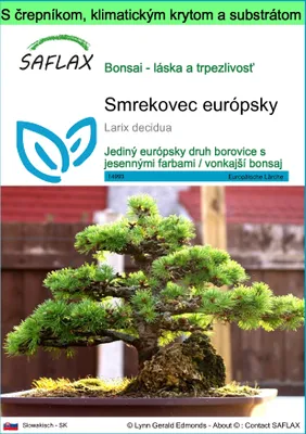 Obrázok produktu pre SAFLAX Garden to go - smrekovec európsky - Larix decidua - 75 Semená - S črepníkom, klimatickým vekom a pestovateľským substrátom