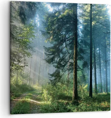 Produktbild von Bild auf Leinwand - Leinwandbild - Einteilig - Wald Dämmerung die Sonne - 50x50cm - Wand Bild - Wanddeko - Wandbilder - Leinwanddruck - Bilder - Wanddekoration - Leinwand bilder - AC50x50-4398