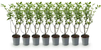 Image de Green boutiQ - Plantes de haie - Ligustrum ovalifolium - feuillage vert - 8 plants - 1 mètre linéaire - à feuillage persistant - pot de 9 cm, hauteur 35-40 cm