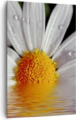 Produktbild von Bild auf Leinwand - Leinwandbild - Einteilig - Kraut Kamille Blume Wasser - 80x120cm - Wand Bild - Wanddeko - Wandbilder - Leinwanddruck - Wanddekoration - Leinwand bilder - Wandbild - PA80x120-2282