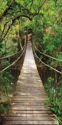 Obrázok produktu pre Fototapeta na dvere JUNGLE BRIDGE 86x200