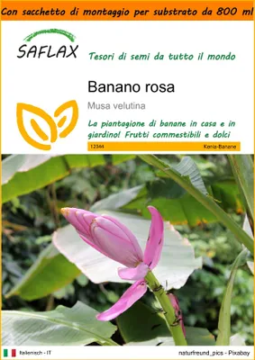 Immagine prodotto di SAFLAX Garden in the bag - Banano rosa - 8 semi - Musa