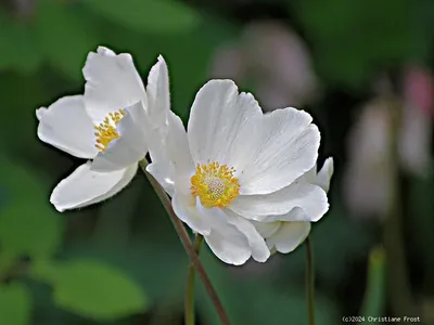 Close-up of two white anemone flowers with yellow centers against a blurred green and pink background.