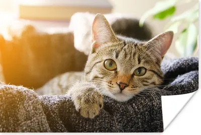 Produktbild von MuchoWow® Poster Katze - Korb - Vorleger 90x60 cm - Schlafzimmer