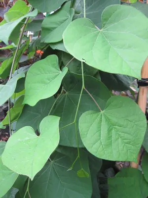 Produktbild von Cercis canadensis Vanilla Twist - Kanadischer Judasbaum - 150-175cm