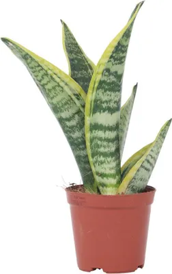 Produktbild von Bogenhanf - Sanseviera trifasciata 'Futura Superba' - Höhe 35-40cm - ⌀12cm