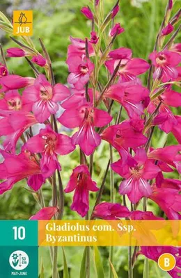 Artikelbild 2 von 'Wildgladiole Siegwurz (10 Stück)' aus der Kategorie Gladiolenzwiebeln