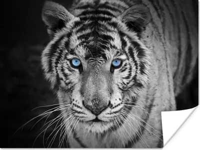 Produktbild von MuchoWow® Poster Tiere - Tiger - Schwarz und weiß - Augen - Blau 120x90 cm - Wandbild
