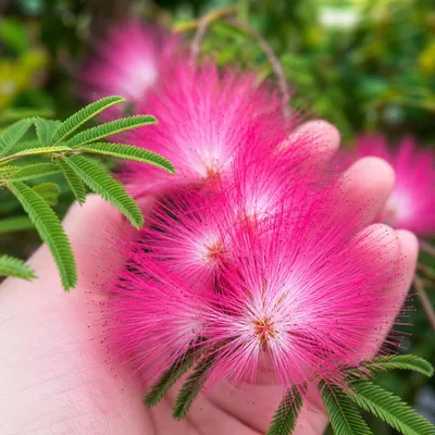Produktbild von SaatPilot Albizia julibrissin 2000 Samen Seidenbaum