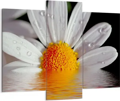 Produktbild von Bild auf Leinwand - Leinwandbild - Kraut Kamille Blume Wasser - 130x100cm - Wand Bild - Wanddeko - Leinwanddruck - Bilder - Kunstdruck - Wanddekoration - Leinwand bilder - Wandkunst - CB130x100-2282