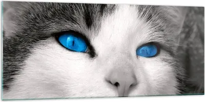 Produktbild von Bilder auf glas - Katze Tiere blaue Augen - 120x50cm - Glasbilder - Wandbilder - Kunstdruck - zum Aufhängen bereit - Wanddekoration aus Glas - Glas Bilder - Wandbild auf Glas - GAB120x50-1144